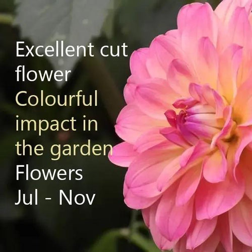 Wine Eyed Jill Dahlia Flowers: Excellent for cutting