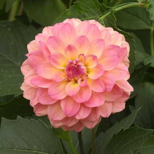 Wine Eyed Jill Dahlia Flowers