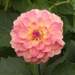 Wine Eyed Jill Dahlia Flowers