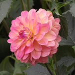 Wine Eyed Jill Dahlia Flowers