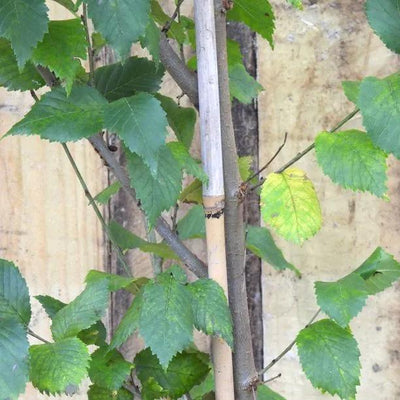 Wingham Elm Tree Leaves