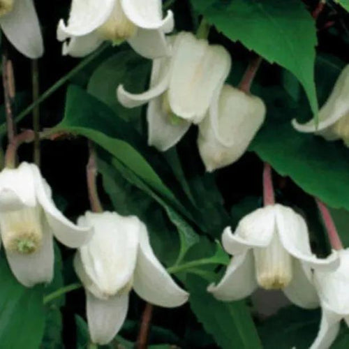 Winter Beauty Evergreen Clematis Flowers