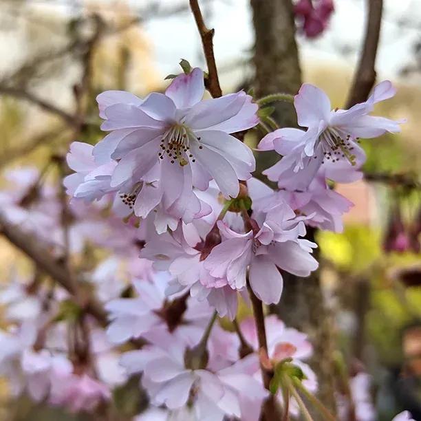 Autumnalis Cherry Blossom Tree