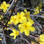 Winter Jasmine Flowers