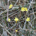 Winter Jasmine Flowers