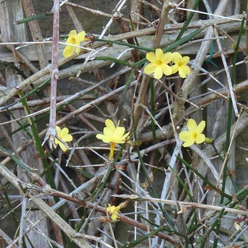 Winter Jasmine Flowers