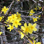 Winter Jasmine Flowers