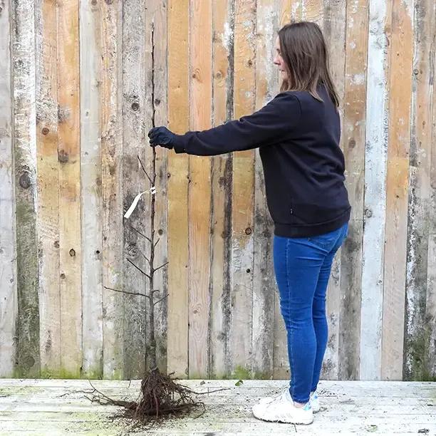 Bareroot Winter Gem Maiden Apple