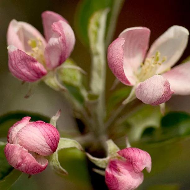 Winter Gem Apple blossom on the tree