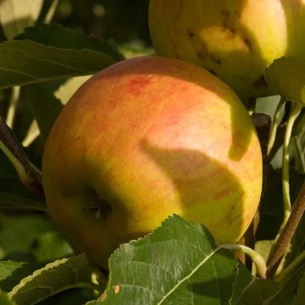 Winter Gem Apples on the tree