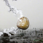 Winter Nellis Pear on snow covered branch