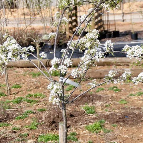 Winter Nellis Pear Tree in Flower