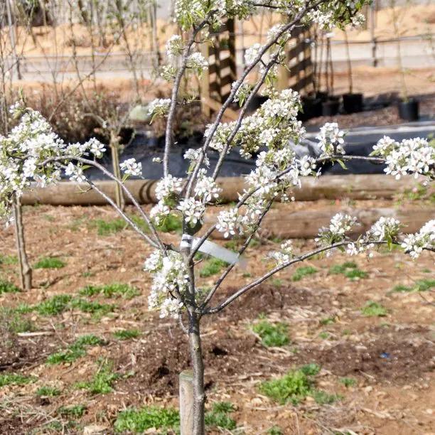Winter Nellis Pear Tree in Flower