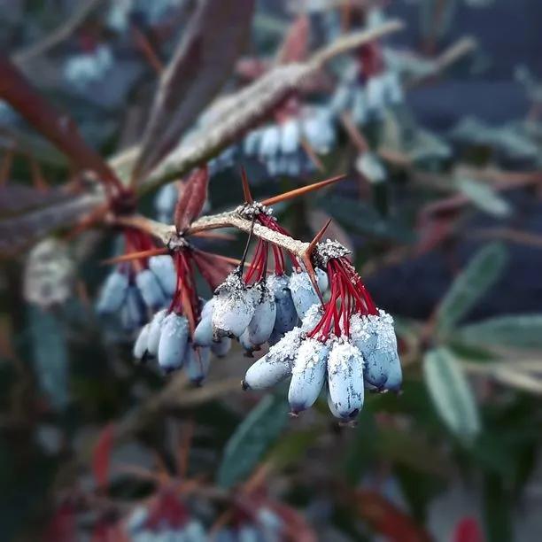 Wintergreen Barberry Berries