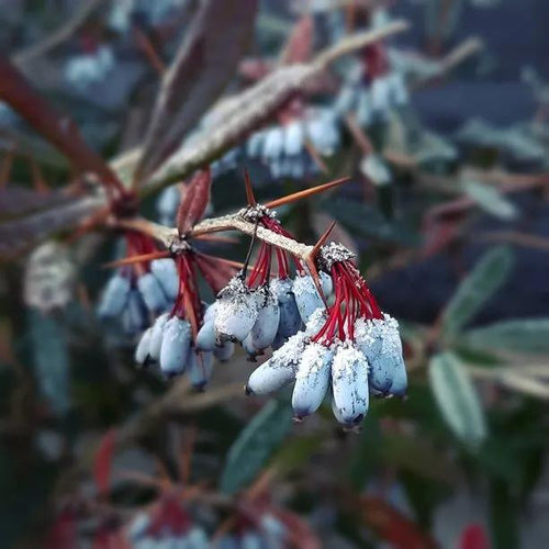Wintergreen Barberry Berries