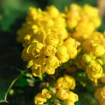 Wintergreen Barberry Flowers