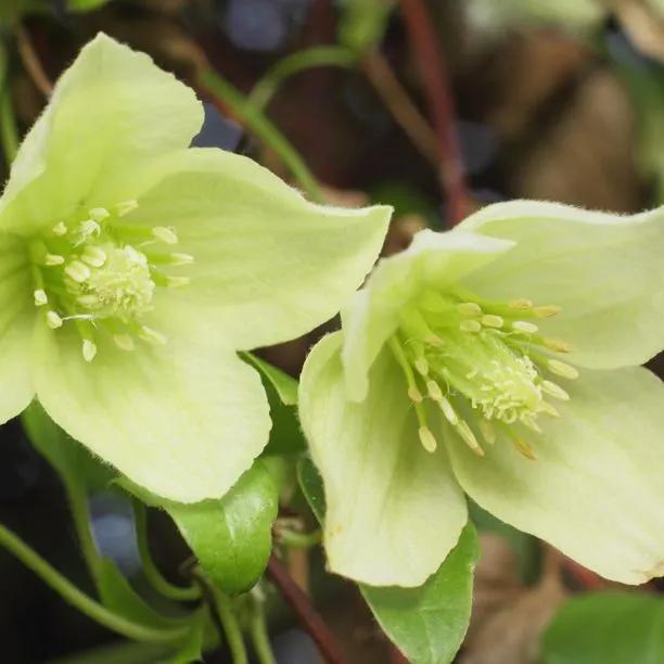 Wisley Cream Clematis Flowers