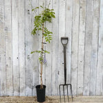 Domino Japanese Wisteria Plant in 3 Litre Pot