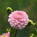 Wizard of Oz Dahlia Flowers