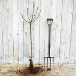 Bareroot Worcester Pearmain Bush Apple Tree