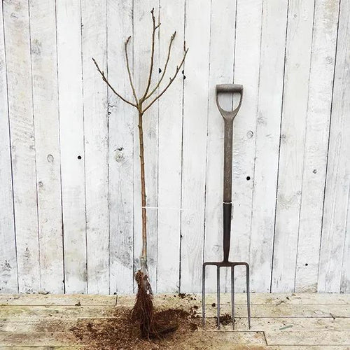 Bareroot Worcester Pearmain Bush Apple Tree