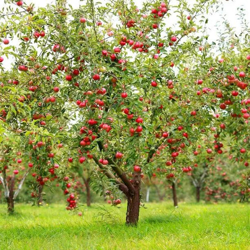 Mature Worcester Pearmain Apple Trees in orchard