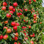 Worcester Pearmain Apples on the tree
