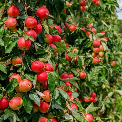 Worcester Pearmain Apples on the tree