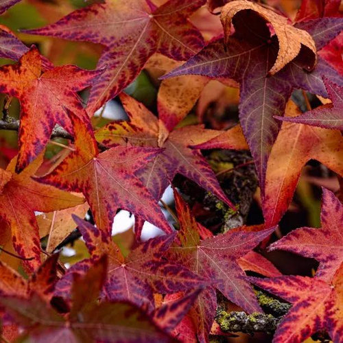 Worplesdon Liquidambar Leaves