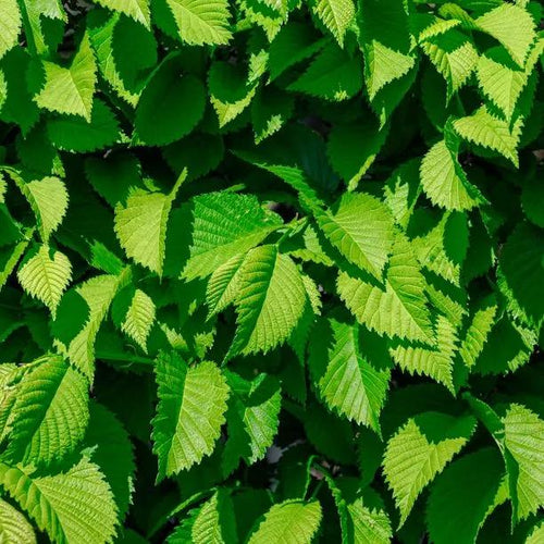 Wych Elm hedging Leaves