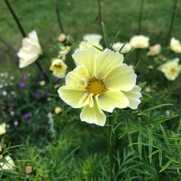 Xanthos Cosmos Flowers