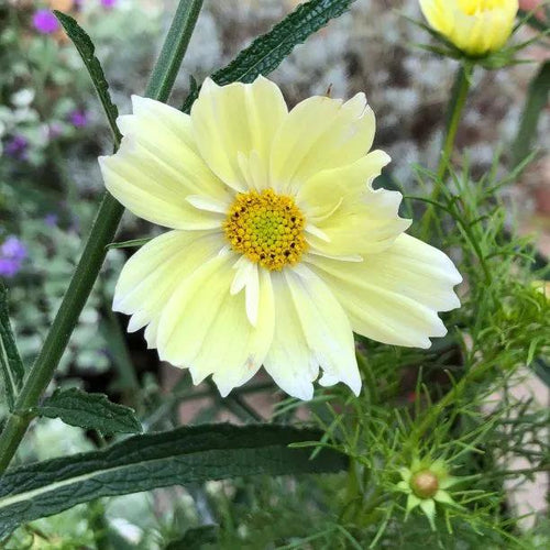 Xanthos Cosmos Flowers