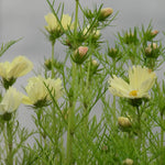 Yellow cosmos flowers with green stems against a gray background