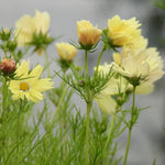 Yellow Cosmos flowers with green stems against a blurred background