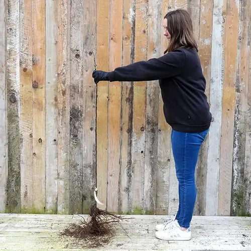 Bareroot Yarlington Mill Maiden Apple