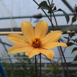 A single yellow-orange dahlia flower in full bloom, photographed in a greenhouse with blurred plants and structure in the background.