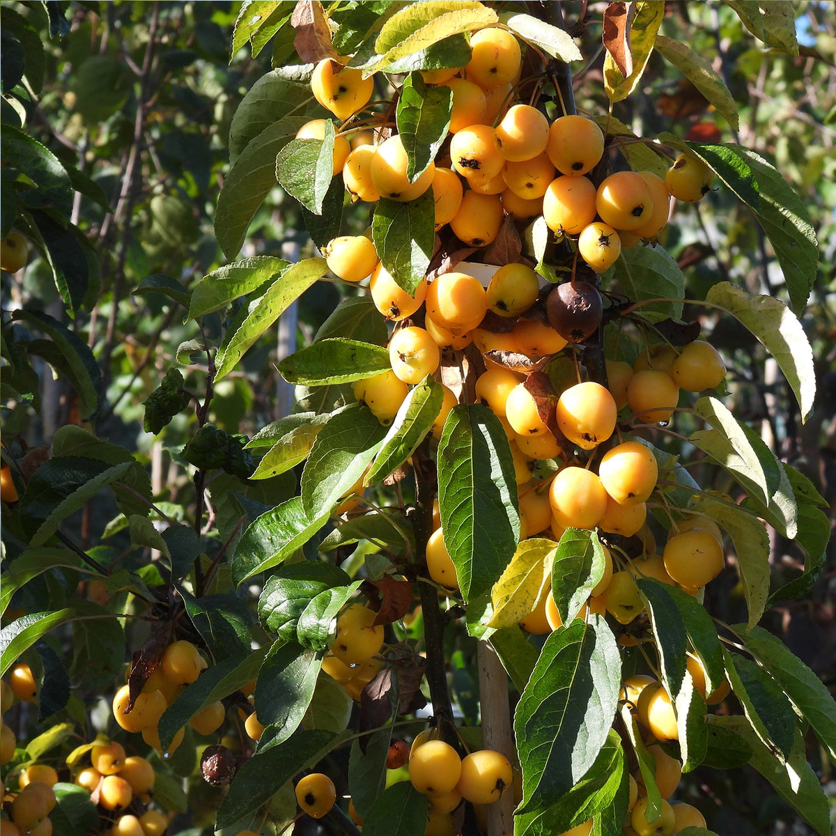 Crabapple tree - Golden Hornet