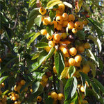 Crabapple tree - Golden Hornet