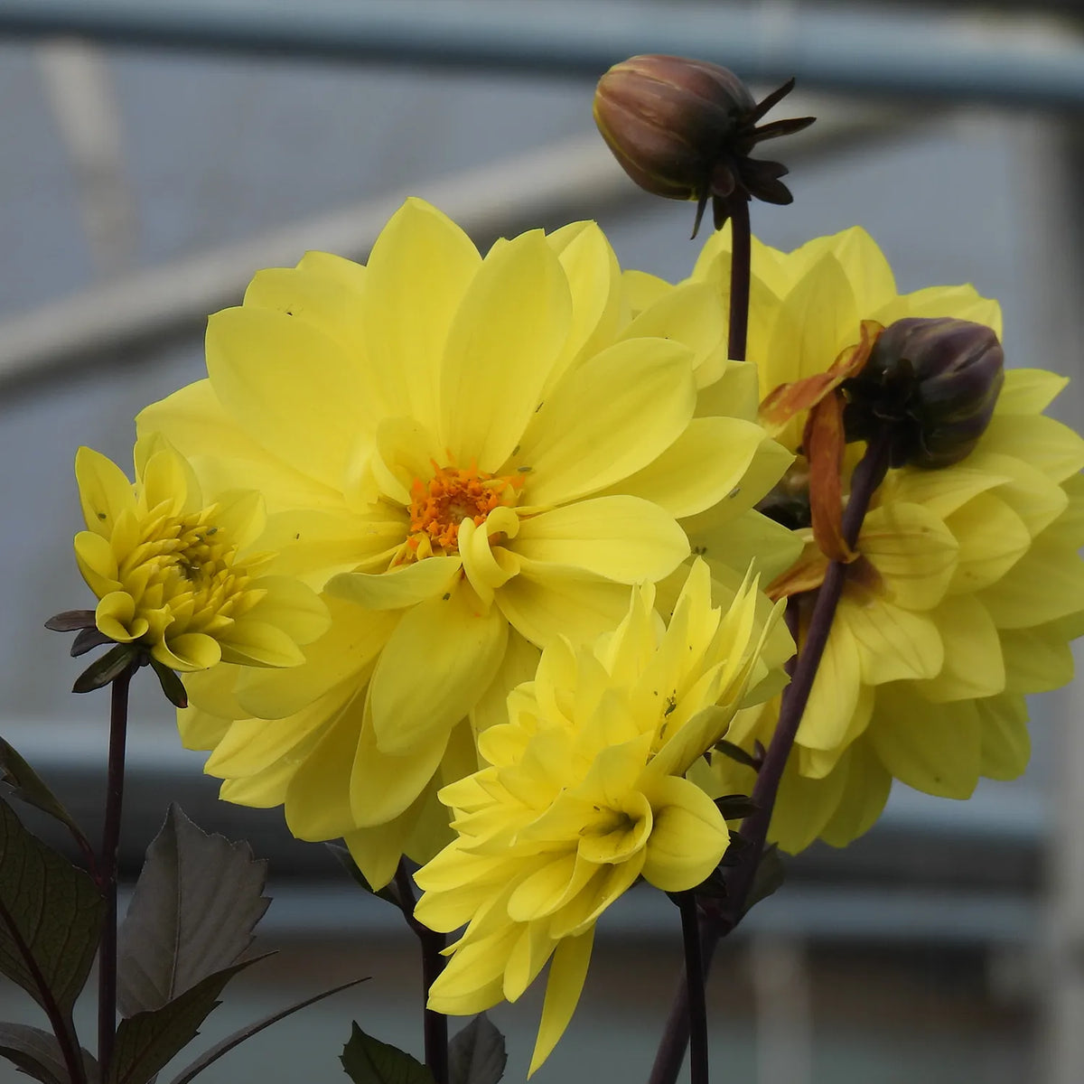 Meteorite yellow dahlias flowers and buds