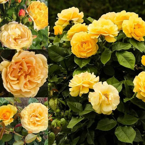 Collection of three yellow/gold Rose Flowers