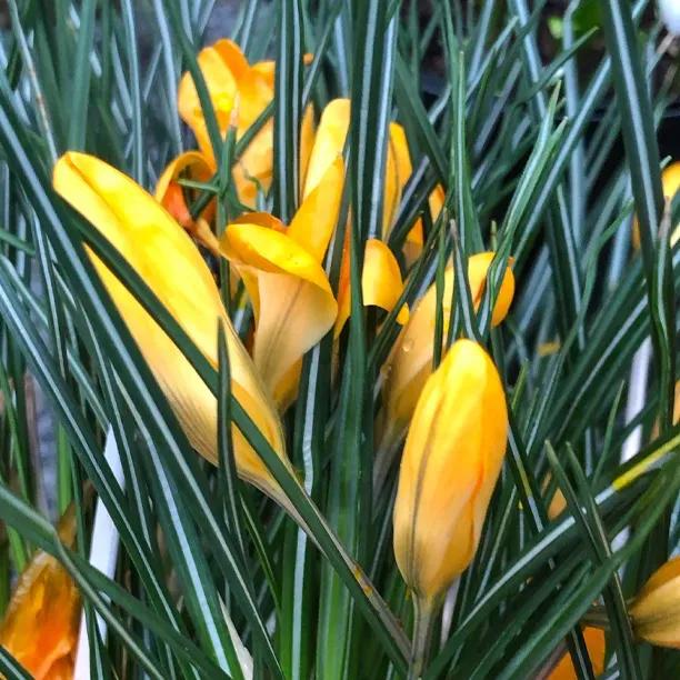Yellow Mammoth Crocus Flowers