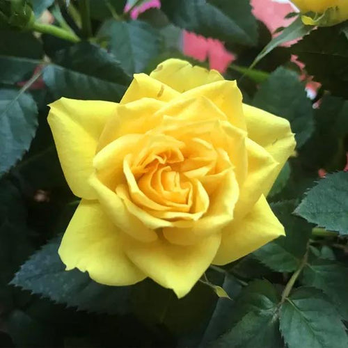 Yellow Patio Shrub Rose Flowers