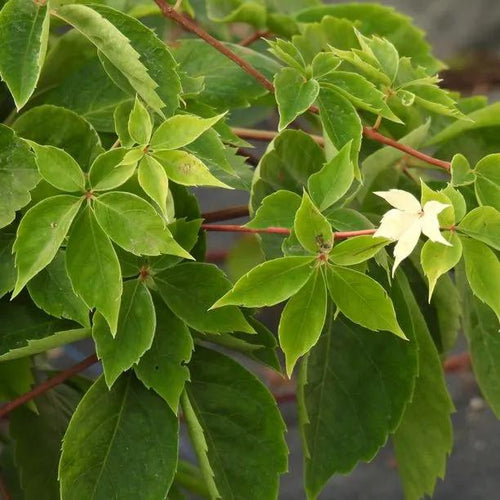 Yellow Wall Virginia Creeper Leaves