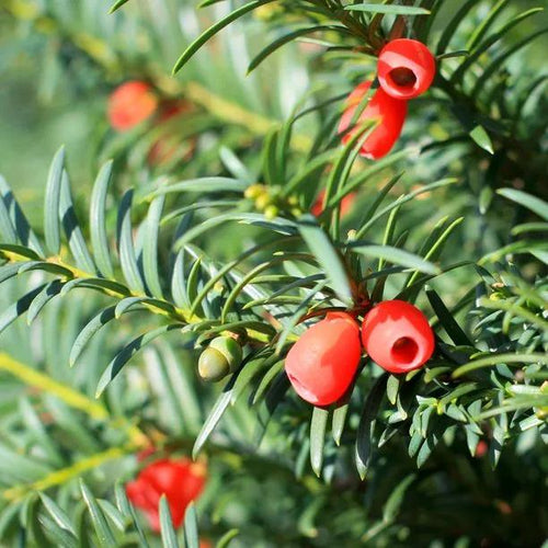 Yew Berries