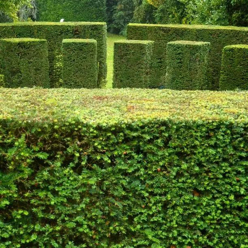 Yew Hedging Clipped neatly in a formal garden design