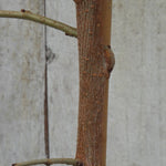 Close-up of a mulberry tree trunk with textured brown bark and a smooth tan vertical section, set against a light gray weathered wall.
