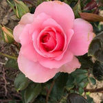 You're Beautiful Floribunda Rose Flowers