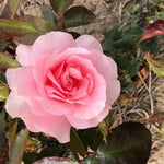 You're Beautiful Floribunda Rose Flowers