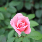 You're Beautiful Floribunda Rose Flowers