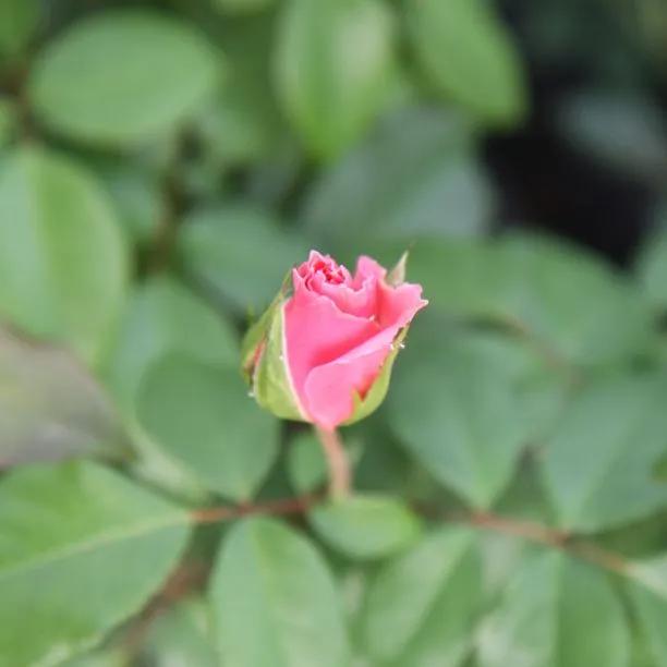 You're Beautiful Floribunda Rose Flowers